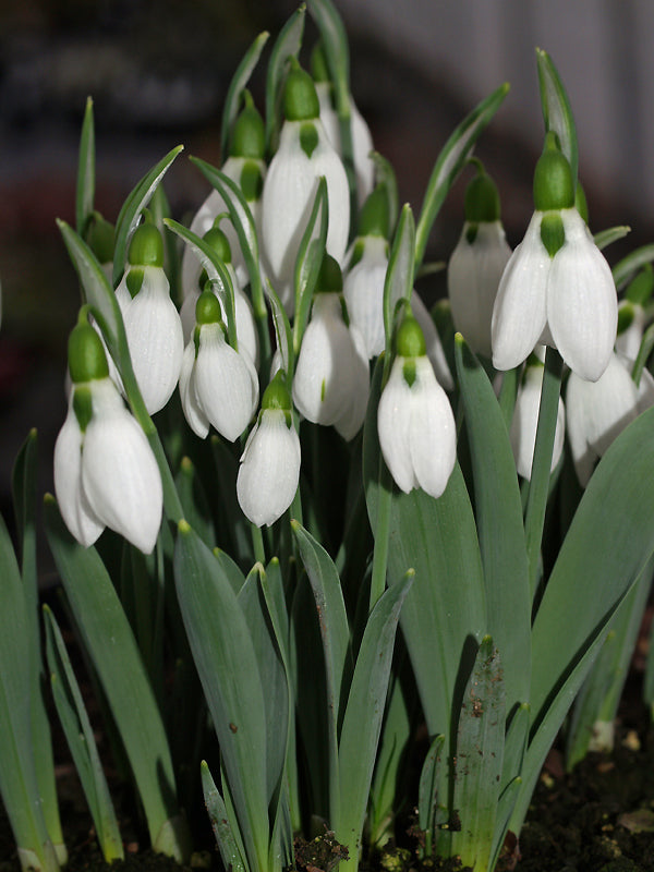 GALANTHUS ELWESII 'MR.OMER'