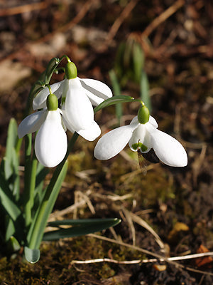 GALANTHUS 'STRAFFAN'