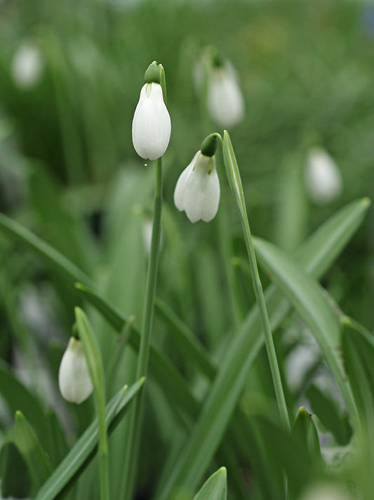 GALANTHUS PLICATUS 'WARHAM'