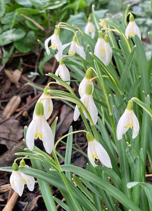 GALANTHUS NIVALIS 'WASP'