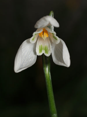 GALANTHUS WORONOWII