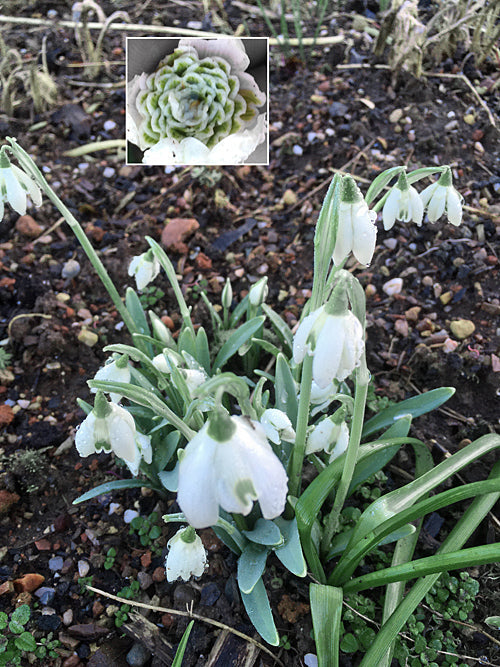 GALANTHUS 'HILL POË'