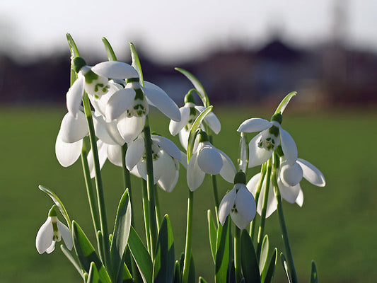 GALANTHUS 'LITTLE POPPET'