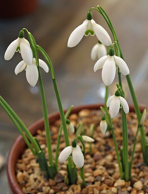 GALANTHUS REGINAE-OLGAE 'TILEBARN JAMIE'