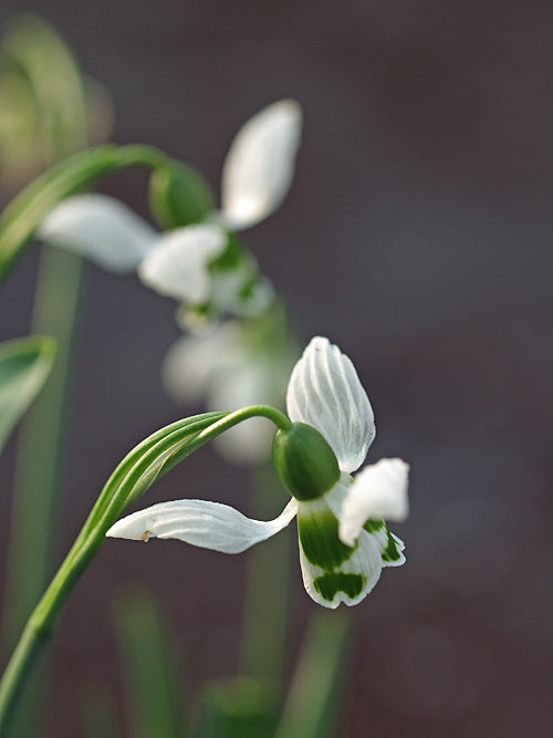 GALANTHUS 'WINDSWEPT'