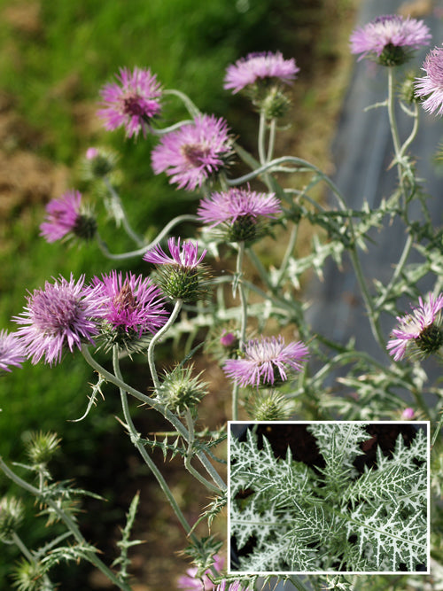GALACTITES TOMENTOSA