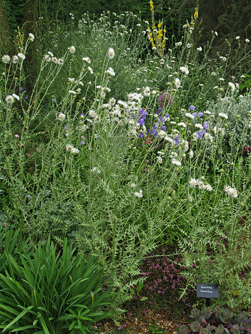 GALACTITES TOMENTOSA whitre flowered