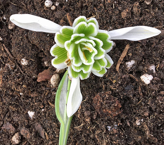 GALANTHUS 'JAQUENETTA'