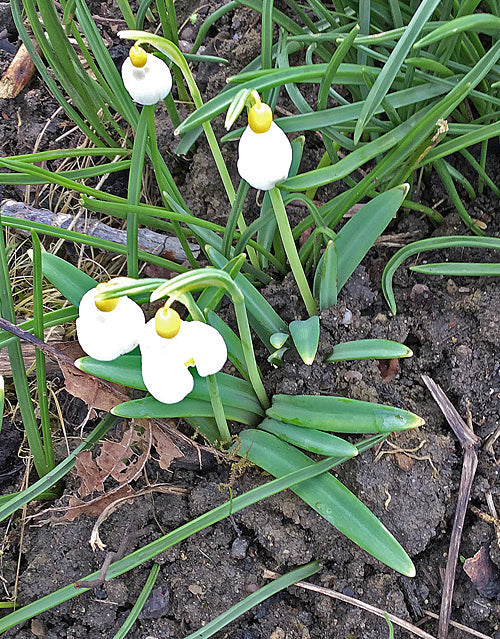 GALANTHUS 'PRIMROSE WARBERG'