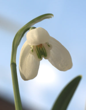 GALANTHUS CILICIUS