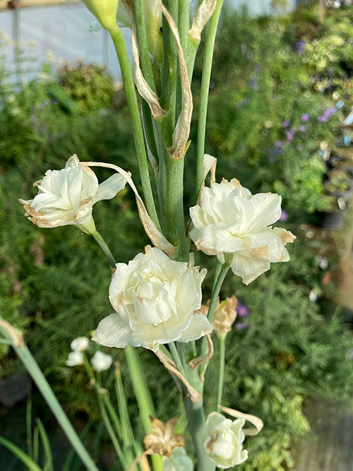 GALTONIA CANDICANS 'FLORE PLENA'