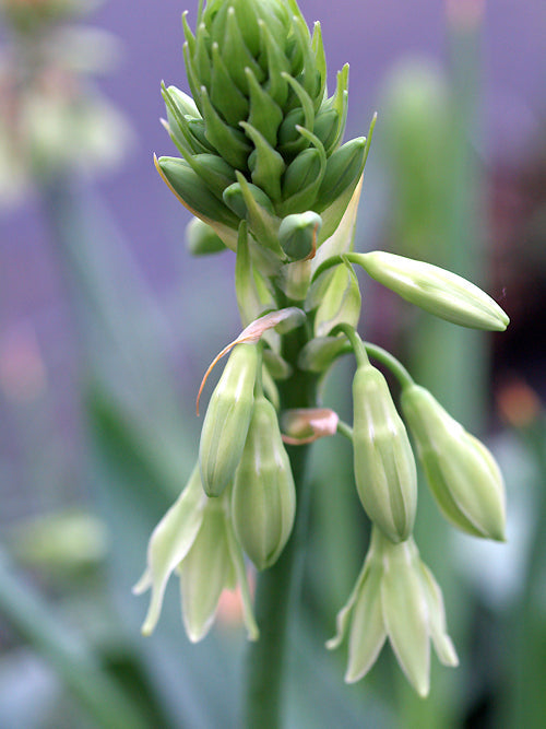 GALTONIA VIRIDIFLORA