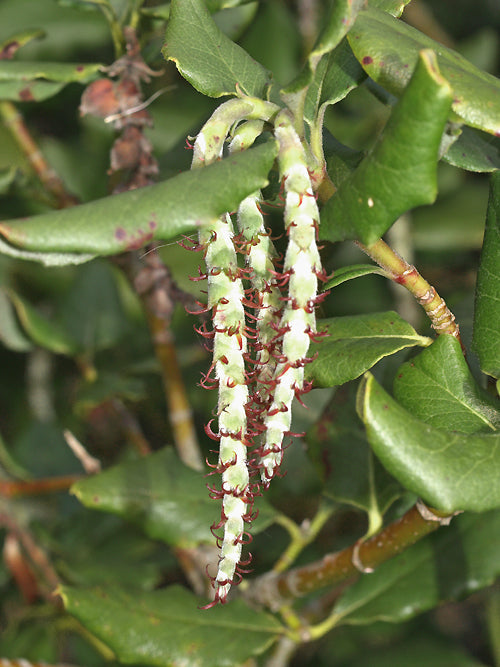 GARRYA ELLIPTICA FEMALE