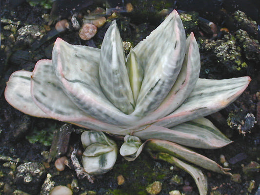 GASTERIA NITIDA var.NITIDA VARIEGATED
