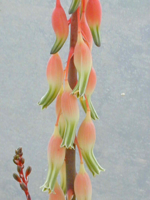 GASTERIA CARINATA var.VERUCOSA