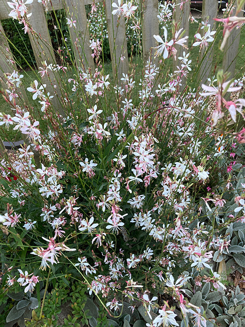 GAURA LINDHEIMERI