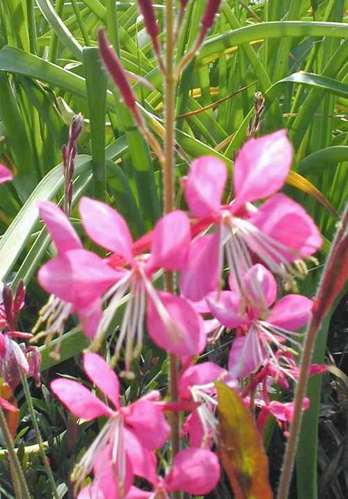 GAURA LINDHEIMERI 'SISKIYOU PINK'