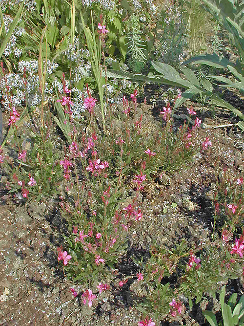 GAURA LINDHEIMERI 'VAL'S PINK'
