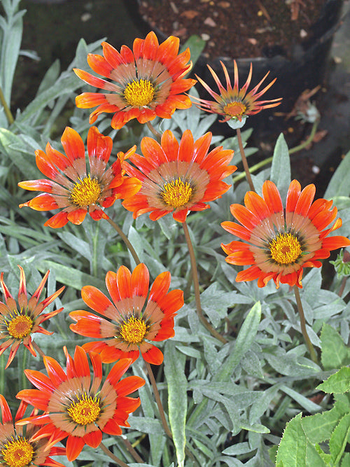 GAZANIA 'COOKEI'