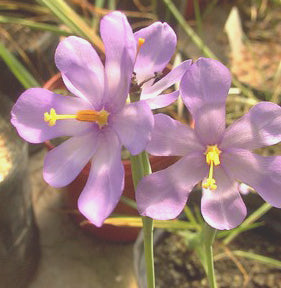 GELASINE URUGUAIENSIS