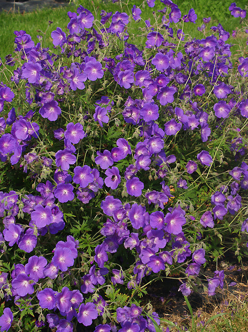 GERANIUM 'BROOKSIDE'