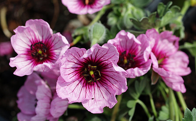 GERANIUM CINEREUM 'THUMBLING HEARTS'