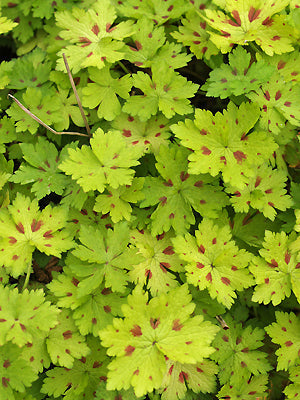 GERANIUM x MONACENSE 'CLAUDINE DUPONT'