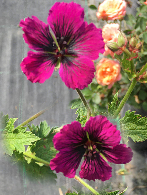 GERANIUM PSILOSTEMON 'HARRY'