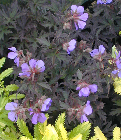 GERANIUM PRATENSE 'HOCUS POCUS'