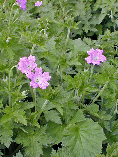 GERANIUM x OXONIANUM 'HOLLYWOOD'