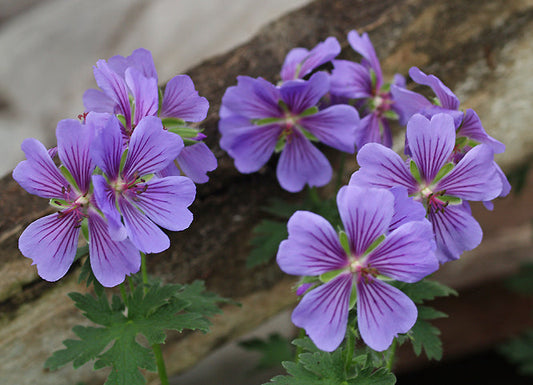 GERANIUM IBERICUM 'USHGULI GRIJS'