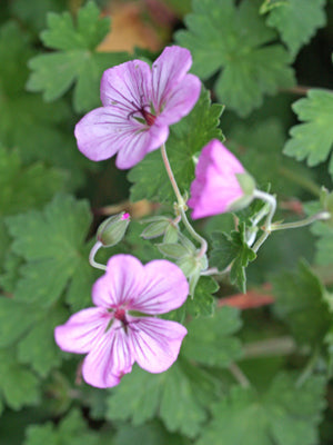 GERANIUM 'JOY' (9cm pot)