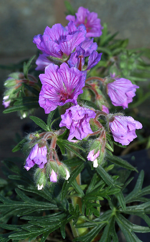GERANIUM TUBEROSUM 'LEONIDAS' AH 8938