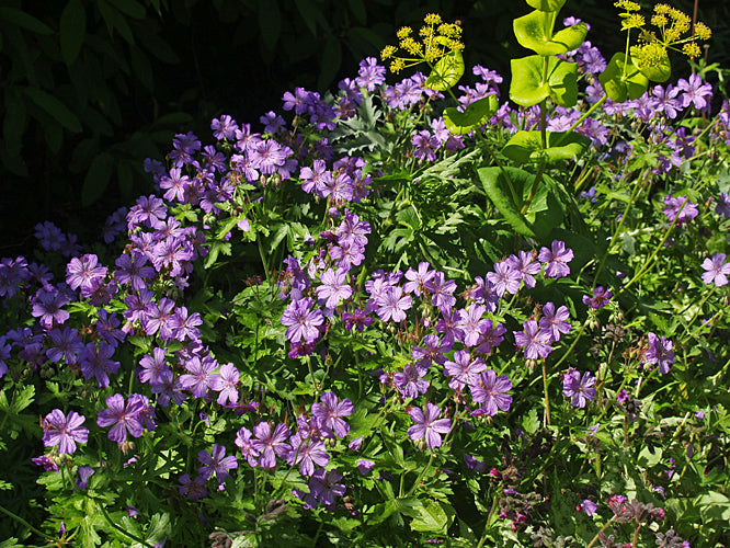 GERANIUM LIBANI