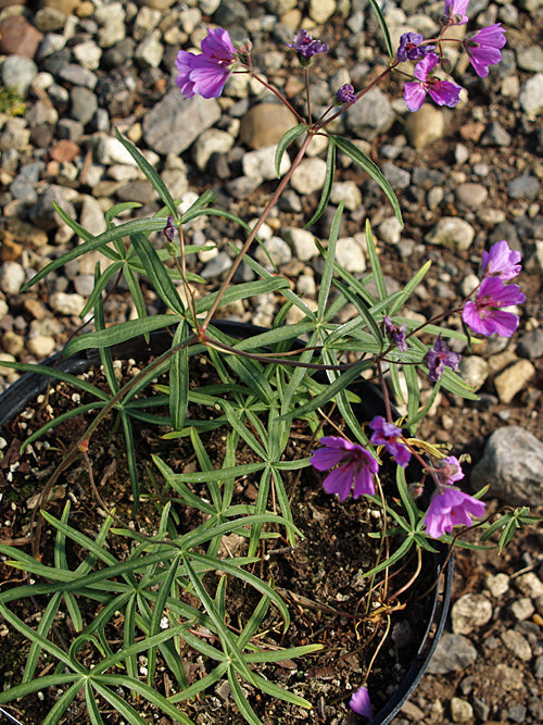 GERANIUM LINEARILOBUM subsp.TRANSVERSALE LINEARILOBUM subsp.TRANSVERSALE 'LACINATUM'
