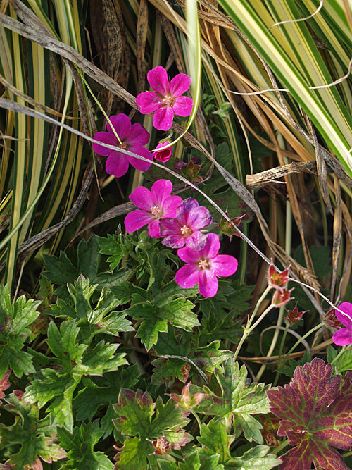 GERANIUM 'LITTLE GEM'