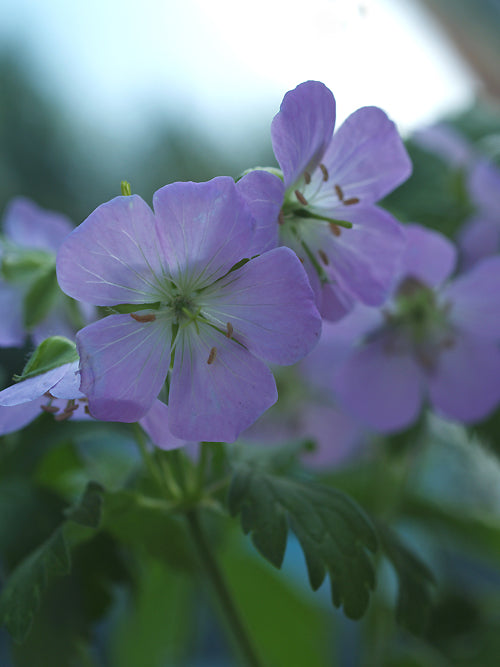 GERANIUM MACULATUM 'BETH CHATTO'