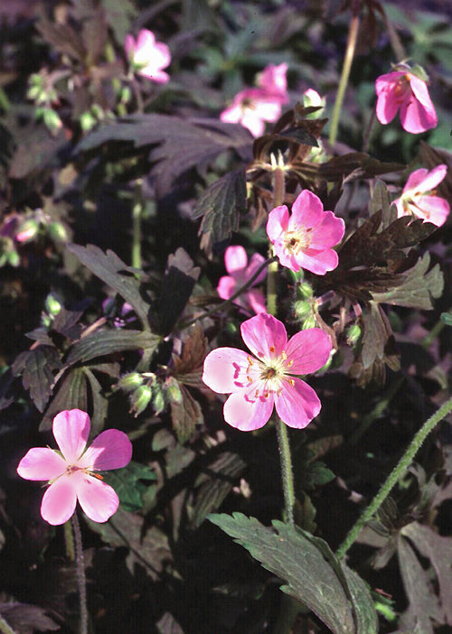 GERANIUM MACULATUM 'ESPRESSO'