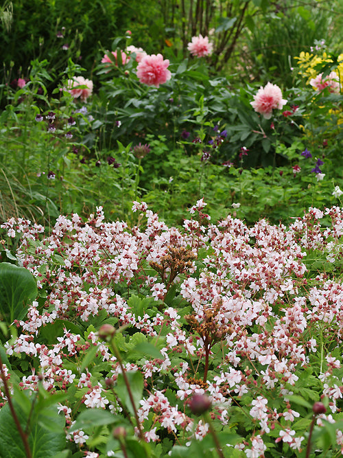 GERANIUM MACRORRHIZUM 'ALBUM'