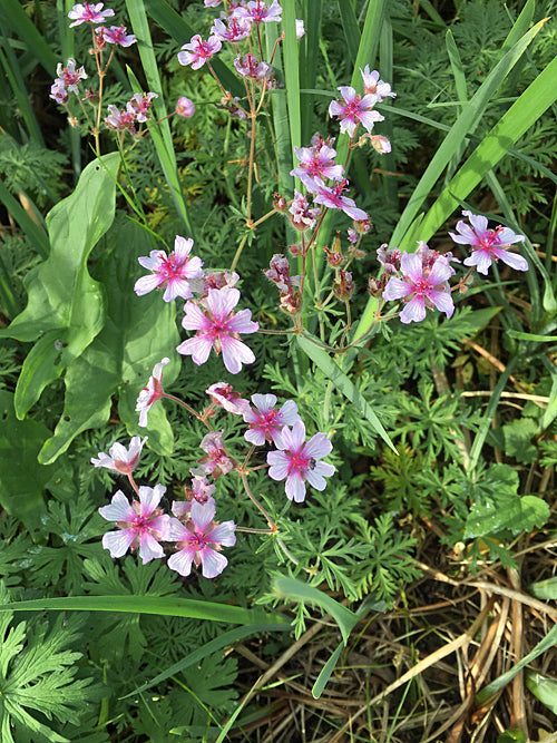 GERANIUM MACROSTYLUM