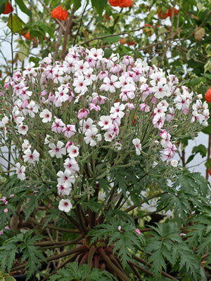 GERANIUM MADERENSE 'GUERNSEY WHITE'