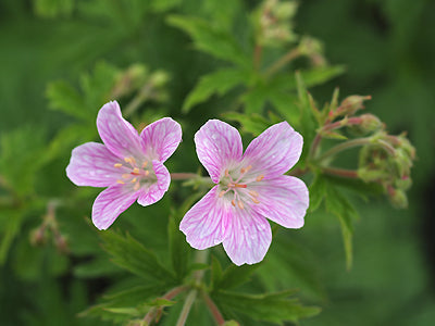 GERANIUM 'MELINDA'