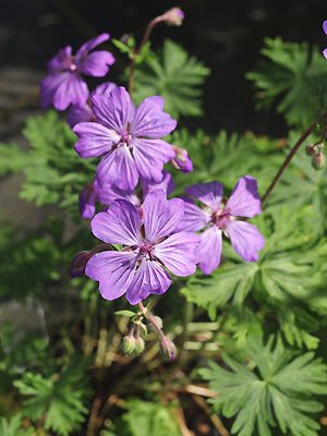 GERANIUM MALVIFLORUM