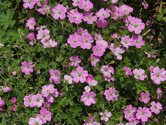 GERANIUM 'MAVIS SIMPSON'