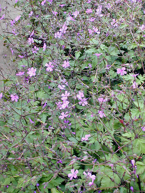 GERANIUM MADERENSE x PALMATUM