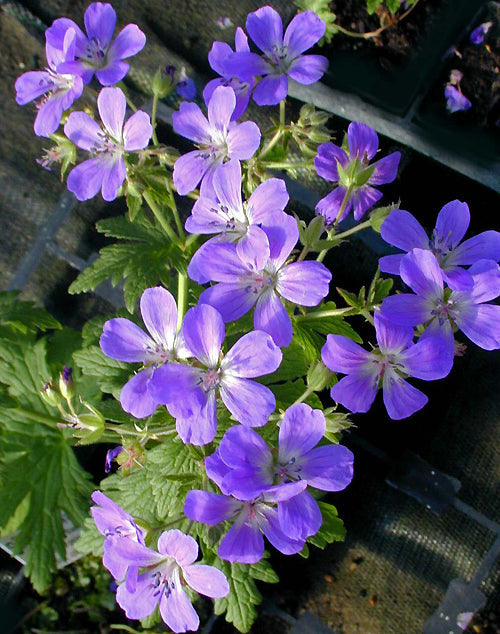 GERANIUM SYLVATICUM 'MAYFLOWER'