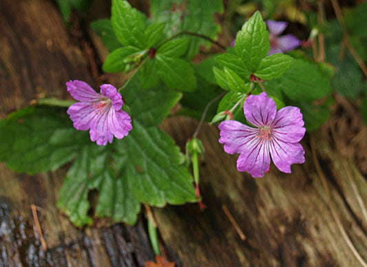 GERANIUM NODOSUM 'SWISH PURPLE'