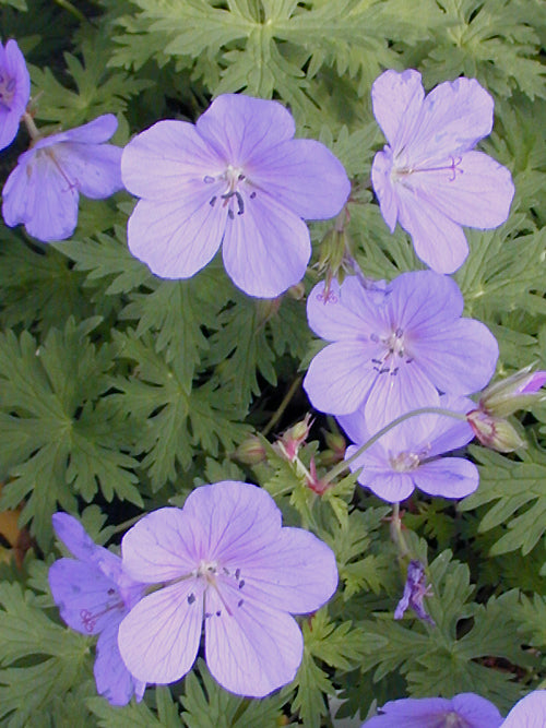 GERANIUM 'NATALIE'