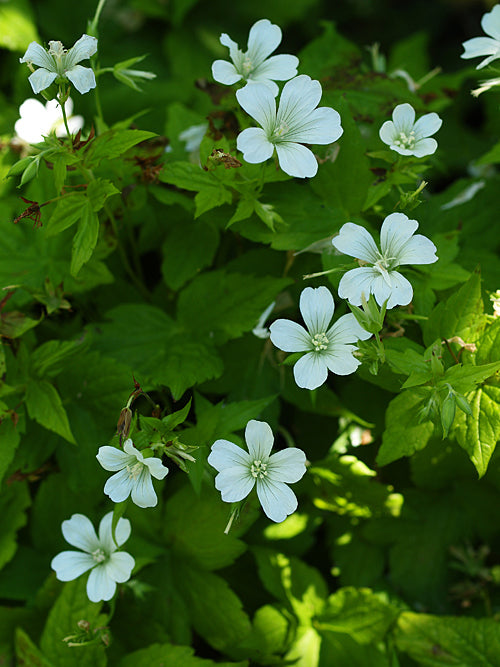 GERANIUM NODOSUM 'SILVERWOOD'