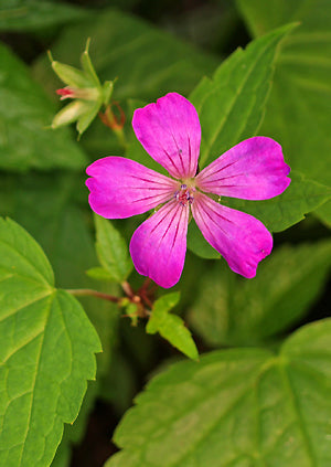 GERANIUM NODOSUM